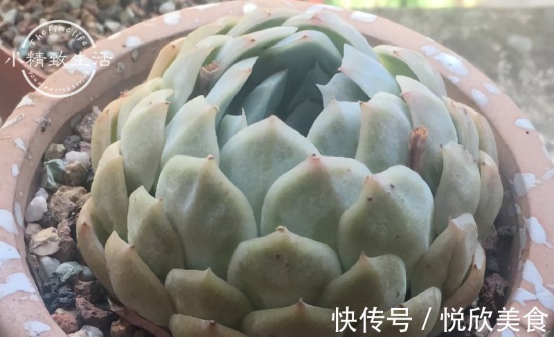 多肉植物什么时候浇水,看这3处精准判断,四季适用,全国通用