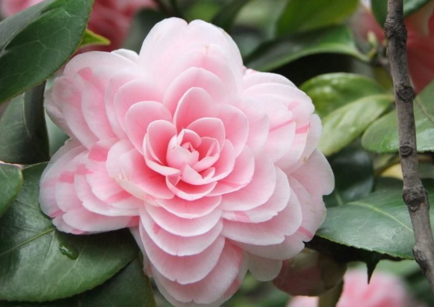 茶花长花苞了,花还没开花苞就蔫了,赶紧救治晚了不开花