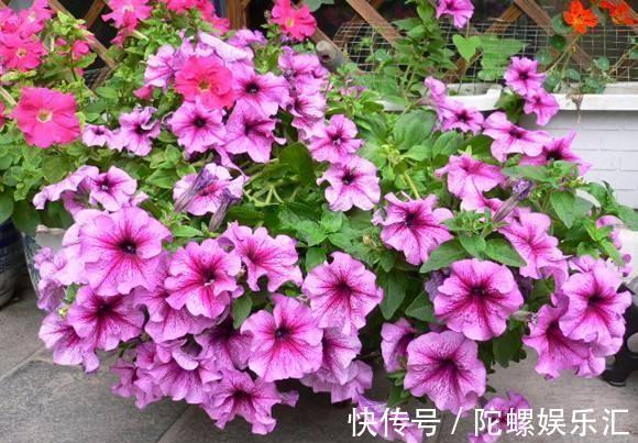 农历九月十八霜降后,养什么花?家里养3种花,芳草迎春江山秀丽
