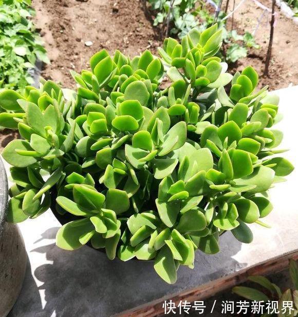 肥厚|养玉树,一月浇2次“壮骨肥”,叶片肥厚岁岁开花,变“传家宝”