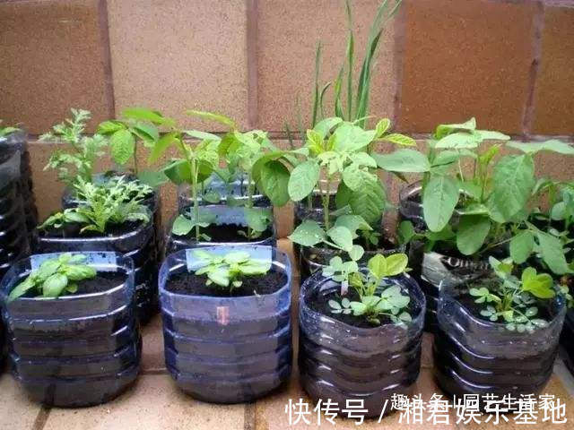 蔬菜|空油桶别扔了,剪一刀在阳台种菜,不用再买菜,一家人1年吃不完