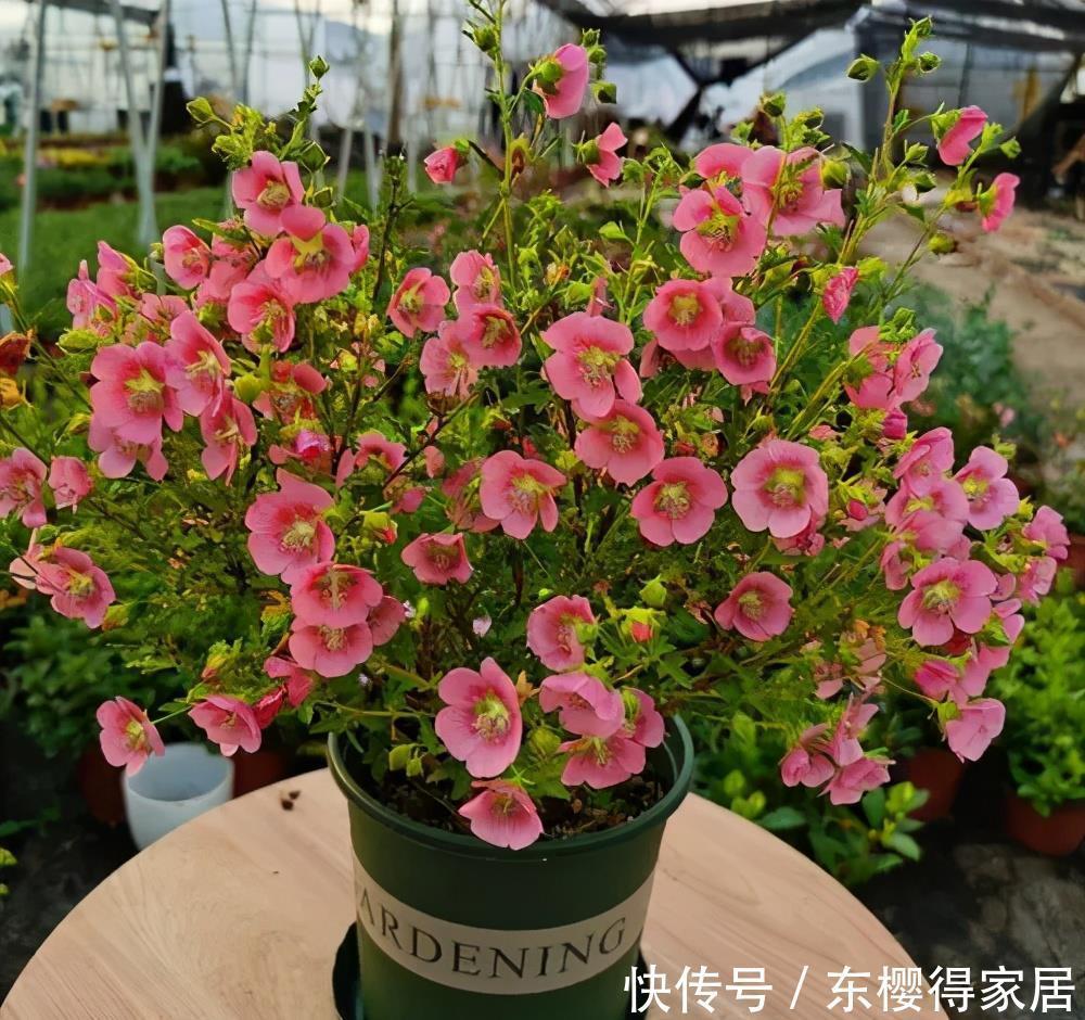 蓝雪花蓝雪花|老花匠夏天必养的3种花,长势旺不休眠,清新漂亮惹人爱