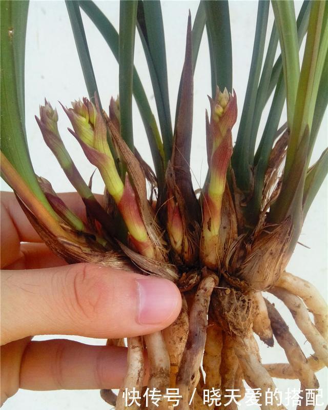 爆盆|媳妇盆栽3年的兰花，爆盆的速度太疯狂，阳台上都放不下了