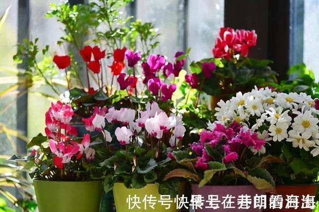 天冷|天冷了,15种漂亮花喜欢“大太阳”,多晒长得壮,花更多