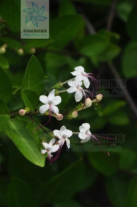  跌打|虎狼草，见过吗枝叶有毒，治跌打瘀肿、皮肤湿疹；根治风湿痹痛