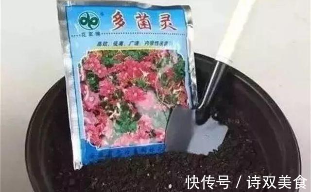 浇水|养花就怕“生虫子”，平时浇水加点“它”，杀菌灭虫，放心养花