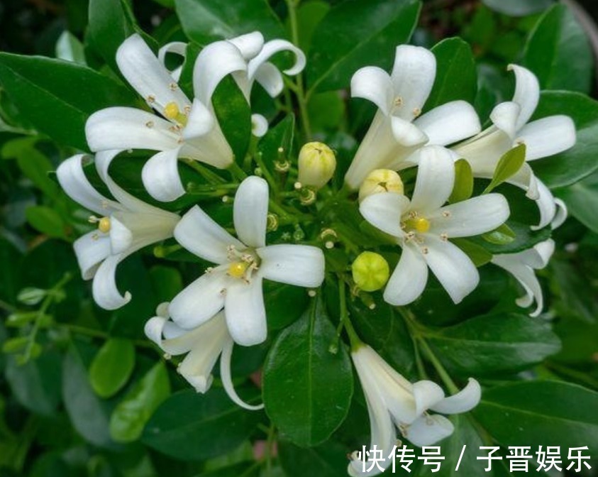 九里香|4种漂亮花，花朵多又艳，一开就是300多天，一盆开花上百朵