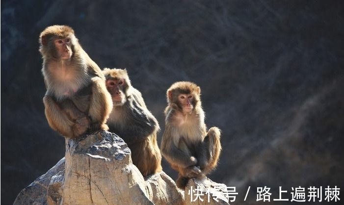 婆婆|婆婆“不敢惹”的三种生肖女，看上去脾气好，发起脾气来无人能挡