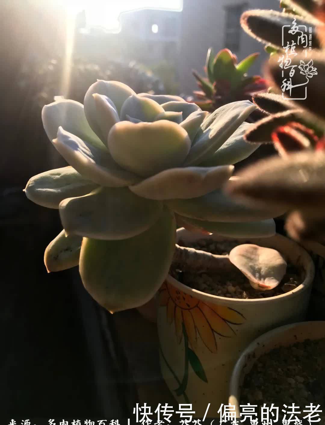 养花|一种爱好就是一种境界,养花养多肉可以培养一个人的心境!