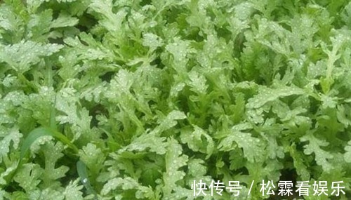 野菜|农村最不起眼“野菜”，能安心神治牙痛，补肝润肺，轻松告别失眠