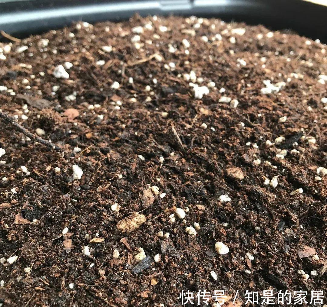 养花要用好土真能事半功倍,自己配的营养土,能让植物快速生长