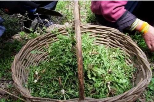 叶子|蒲公英的叶子、根茎、花泡水喝，作用是否相同？日常牢记两不喝！