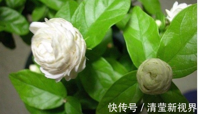 香水|纯天然的香水，“天下第一香的花”，有钱人都很喜欢养这种花