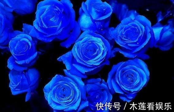 菊花|喜欢菊花，不如养“精品玫瑰”蓝色妖姬，晶莹剔透，象征纯洁爱情