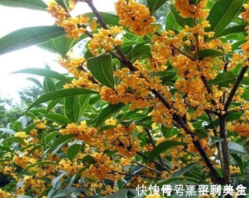 养桂花,就施“1种肥”,不仅“现在”开花多,来年花更多!