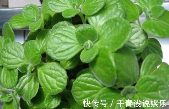 临近夏天蚊虫变多了,这3种花香蚊虫最怕,一家老小都能安心度夏