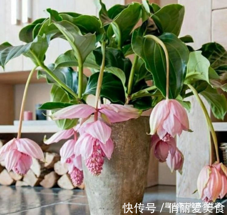 聪明人都养几种花,养在客厅上档次,还杀菌又消毒,特别好!