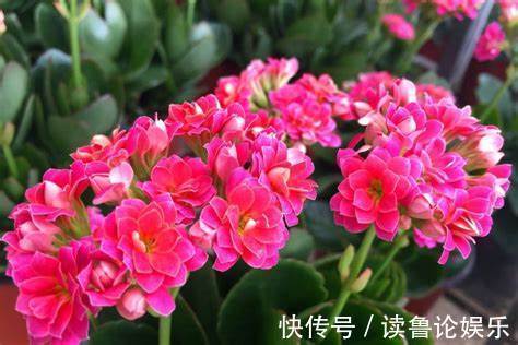 欧石楠|养花就养这4款，清雅别致，生机勃勃,四季开花不断