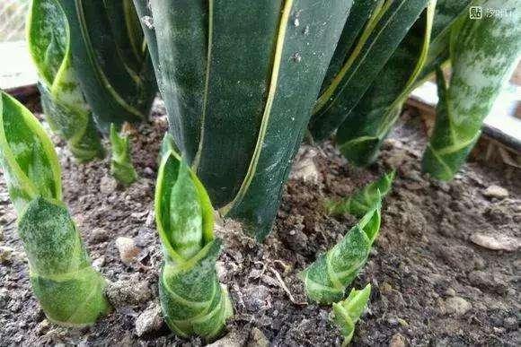 夏天养虎皮兰,做好3件事,叶子挺拔翠绿,嗖嗖冒笋芽