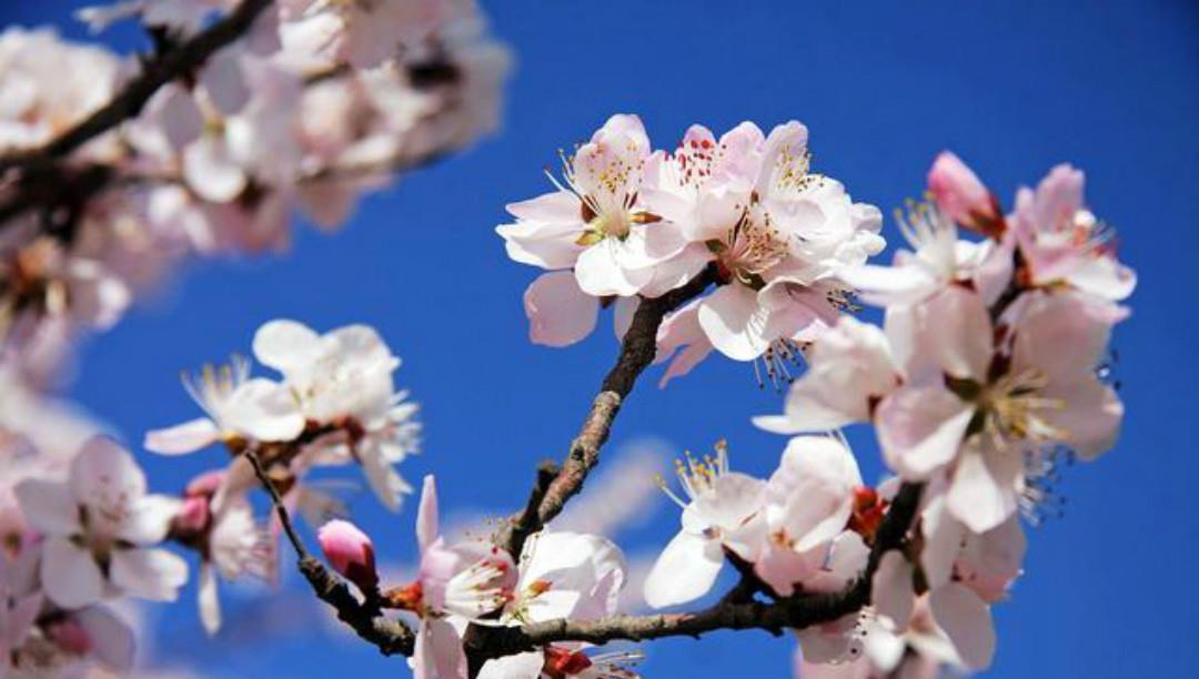 唐诗|一首很经典的集句诗,前面三句化用唐诗,只有最后一句才是原创