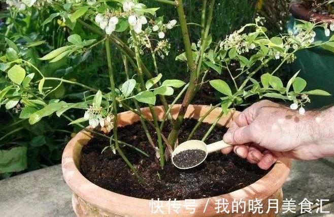 想要叶片油绿,开花旺,教你4招小技巧,轻松搞定所有花肥