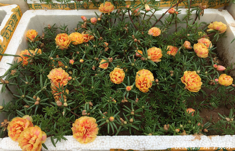 喜欢玫瑰，不如养”高端玫瑰“糖果雪山，甜蜜如糖果，粉嫩诱人