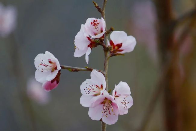 一路向西，遇见，林芝最美桃花节