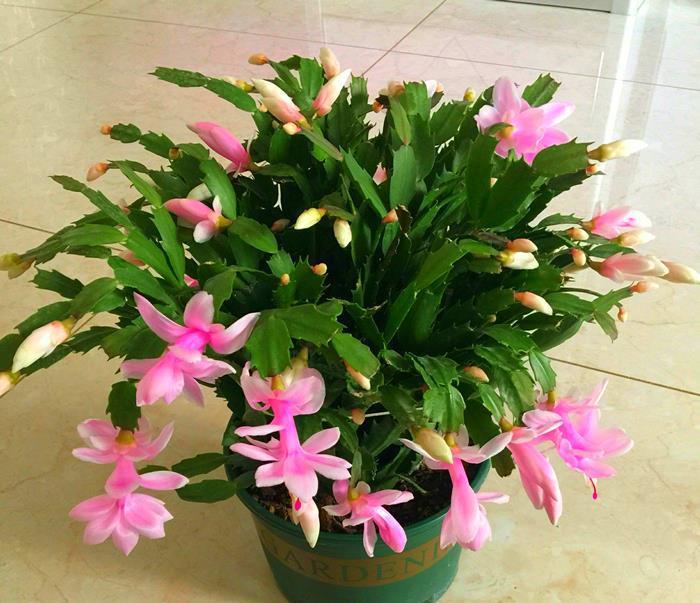 6种公认好养的懒人花,你家有几种,养护需要注意什么?