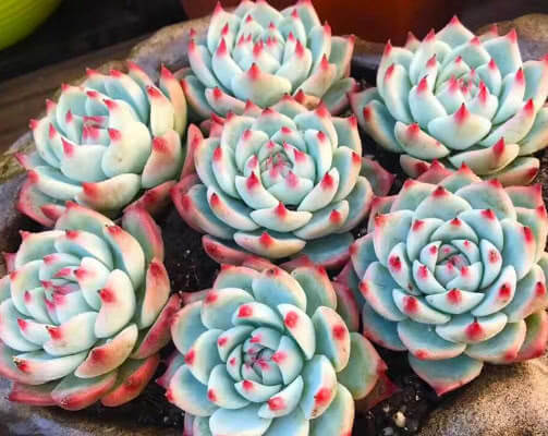 多肉吉娃娃怎么养更艳丽教你3个小妙招，养出最美的吉娃娃