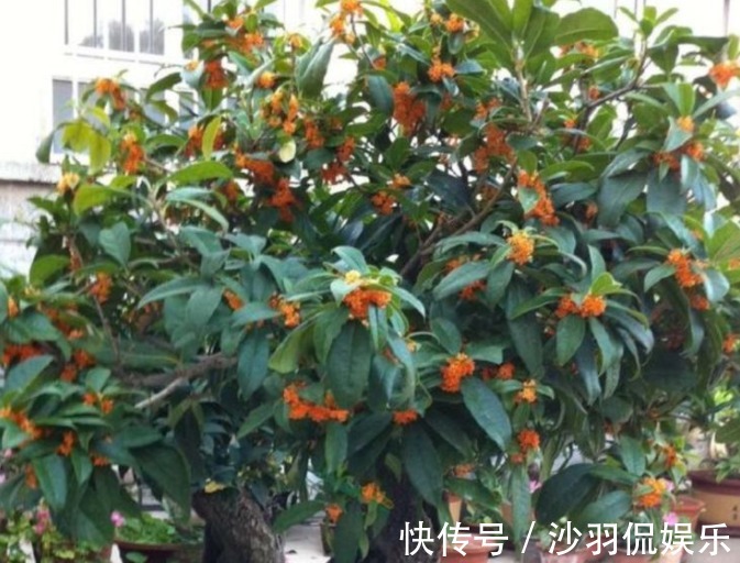 修剪|桂花“迟迟”不开花首先选对苗，再换个位置、施点肥，花开不断