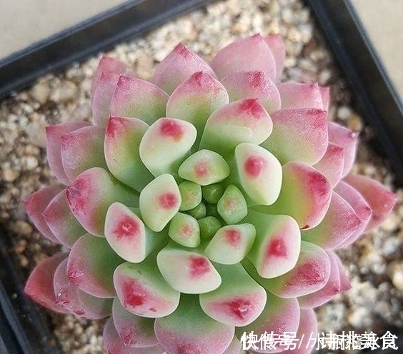 果冻|那些自带果冻色的多肉,它们可从来不让你失望!