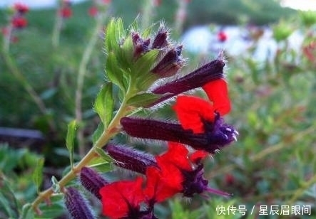 动物|花儿也疯狂,明明是花,就是不认输,非要长的和动物一模一样