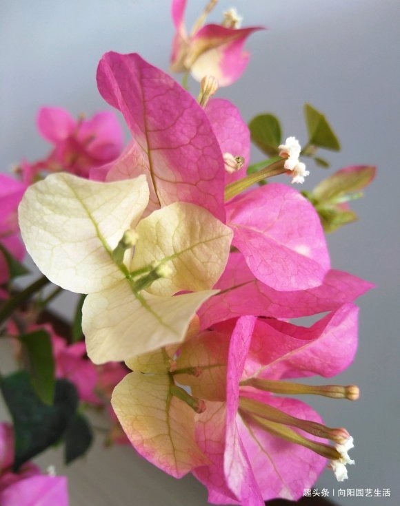 三角梅正育芽,赶紧追加“有机肥”,做好“2步”,强势爆开花