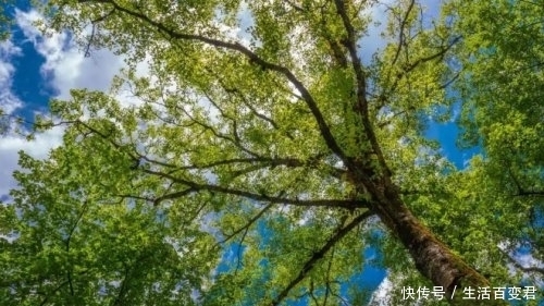 珙桐花 去年飞走的“小白鸽”,又回来啦!