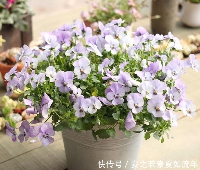 阳台|这5种花很好养,浇水就行,有阳光就爆花,阳台变花海!