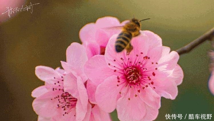 藏不住了！清溪油菜花盛放成海，错过再等一年