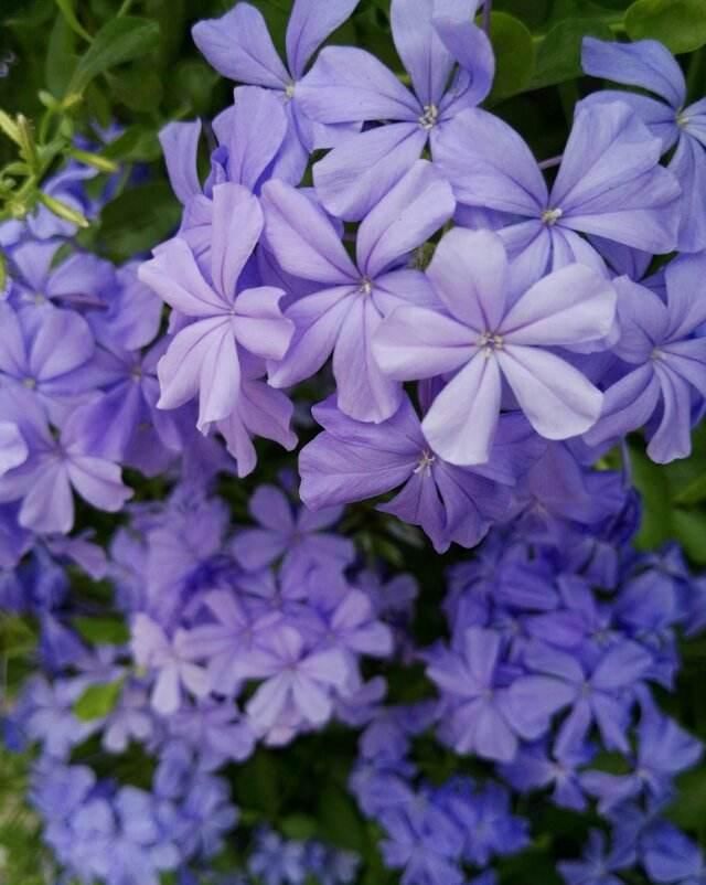 越养越上瘾的花，养一盆就入坑，特容易爆花