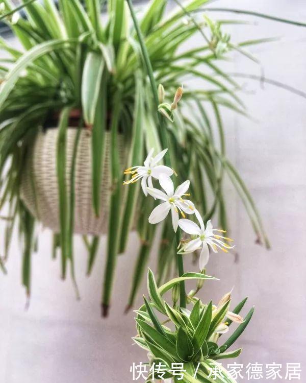 朱顶红|此种养花肥一斤20元,锅里炒一炒,肥效管3年,养花根粗叶绿