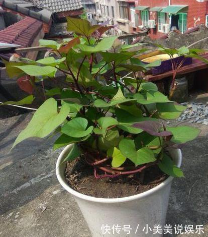 阳台|城市人阳台盆栽蔬菜,选啥合适此4款既能当绿植观赏又能吃