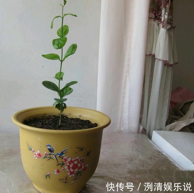 湿度|新买的裸根茉莉花苗怎么养6个处理妙招，分枝茂密提前开花闻香