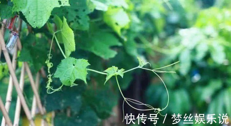 见效|30个民间流传已久的特效食疗方,取材易花钱少,1剂见效2剂根治