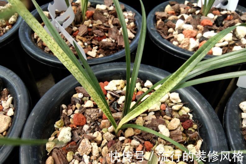 秋冬室内盆栽兰花,暖气一开叶子就干尖泛黄,该怎么预防挽救?