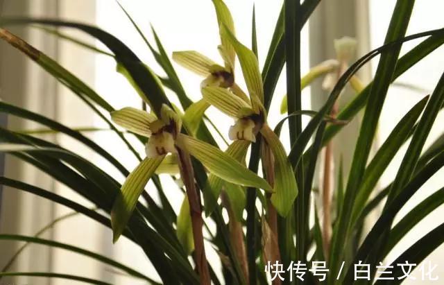 养花知识叫兰不是兰,花却美成仙,看看你家有几盆