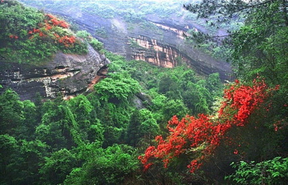 山林|广东青嶂山发现“吻田猪”石缝觅食，豹猫进村偷鸡，白鹇树上跳舞