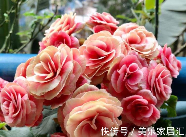 公认难养的3种花,老花匠都后悔了,买一盆死一盆,新手慎养