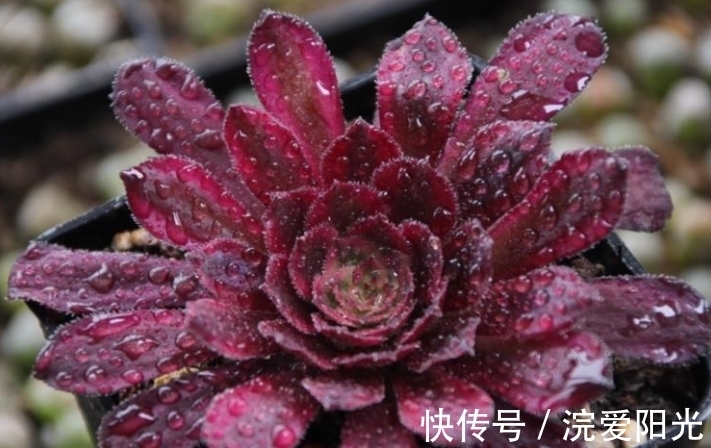 如果你家法师中间“突起”,不要修剪先欣赏,几个月就能爆侧芽