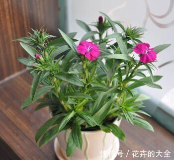 此7种健康花，养家里空气清新病菌少，看看你家有吗