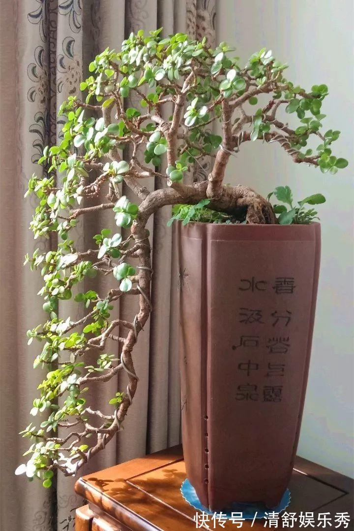 5种“吉祥花”适合养客厅，听名字就很欢喜，心情好事事顺
