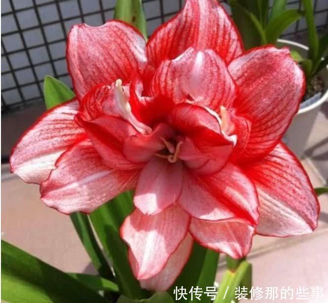 养花就养4种花,美得让人毫无抵抗力,花大色艳,全年开花不断