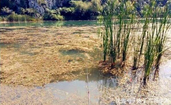 冬季钓鲫鱼,钓点选择不能随意,看图选草洞,让你轻松钓到大板鲫